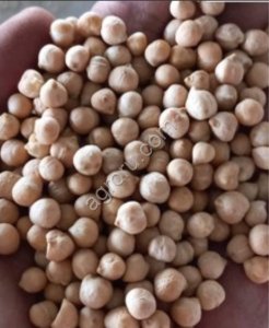 Семена нута (репродукция ЭС / РС1)