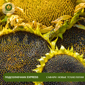 Семена подсолнечника Сафари Новые технологии
