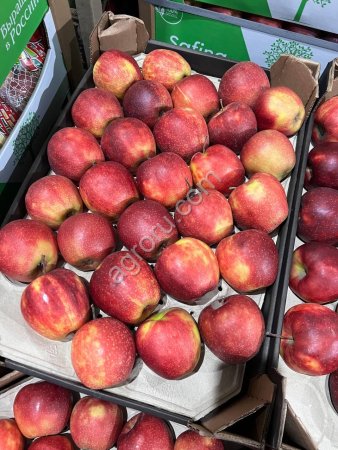 Яблоки оптом в Новосибирске