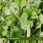 Горох посевной Кулон