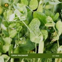 Горох посевной Кулон