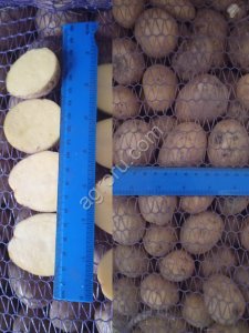 Картофель Королева Анна