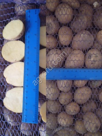 Картофель Королева Анна