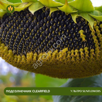 Семена подсолнечника УЛЬТРО SunFlowers