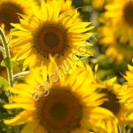 Семена подсолнечника Санмарин 421 (Экспресс)