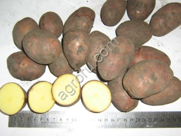 Картофель семенной IIIрепр