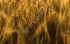 Пшеница мягкая
