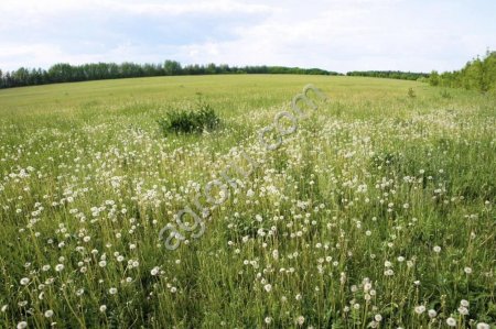 Земельный частое