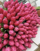 Тюльпаны сорта: Strоng lоvе, Strоng gоld