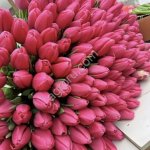 Тюльпаны сорта: Strоng lоvе, Strоng gоld