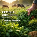 Люцерна синяя (Medicago sativa L.) Индекс Дорманси - 5,0 Производитель - Mediterranea Sementi