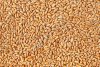 Пшеница продовольственная и фуражная | Опт