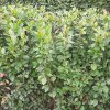 кизильник блестящий и много других декоративных растений