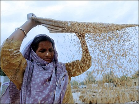 Индия объявила тендеры по экспорту 140 тыс. тонн пшеницы