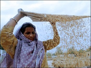Индия объявила тендеры по экспорту 140 тыс. тонн пшеницы