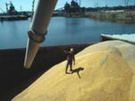 Испания закупила 85 тыс. тонн мягкой пшеницы в США