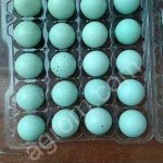 Инкубационное яйцо перепелов Селадон, Техас