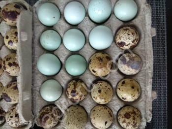 Домашние куриные яйца, перепелиные