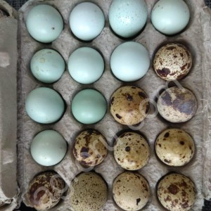 Домашние куриные яйца перепелиные