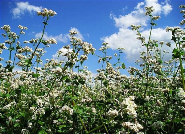 Гречка в Дагестане за год подорожала почти в 3 раза