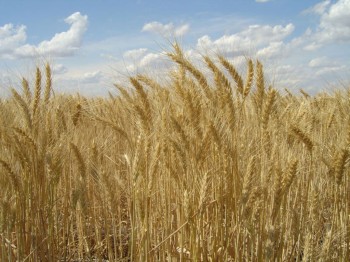 Валовой сбор зерна в Беларуси в 2010 году снизился на 17,8% - до 7 млн. тонн