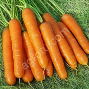 морковь Абако опт