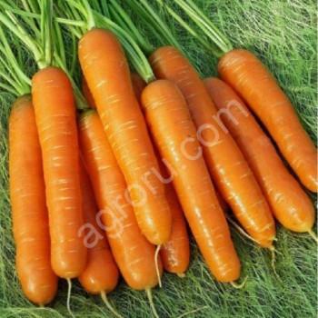 <span>морковь</span> абако опт