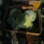 Капуста белокочанная оптом от производителя