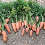 Морковь абако