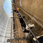 Племенные тёлки