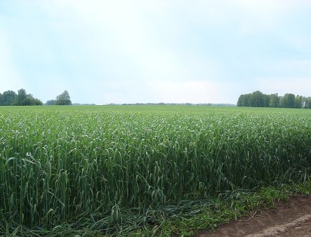 Украина: сельхозпредприятия Винницкой области за 10 месяцев увеличили реализацию зерновых на 86%