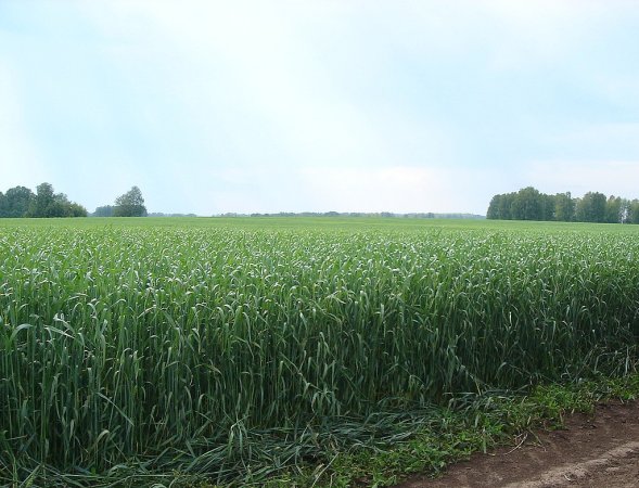 Украина: сельхозпредприятия Винницкой области за 10 месяцев увеличили реализацию зерновых на 86%