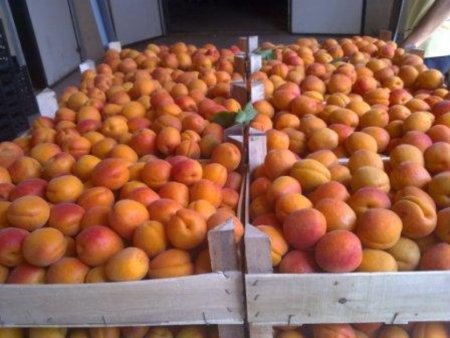 Непогода сильно сократила урожай косточковых в Греции