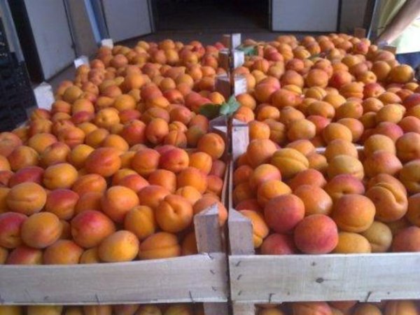 Непогода сильно сократила урожай косточковых в Греции