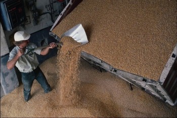 Украина: На первую торговую сессию Аграрной биржи выставлено около 35 тыс. т. пшеницы