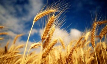 Цены на зерно в Сибири сохраняют стабильность