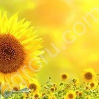 Гибриды семена подсолнечника НК Неома (Сингента, Syngenta) (Clearfield)