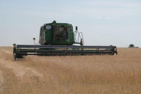 В Алтайском крае собран первый миллион тонн зерна нового урожая