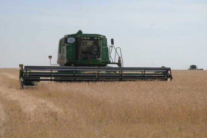 В Алтайском крае собран первый миллион тонн зерна нового урожая