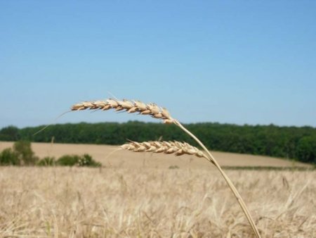 Фермеры Актюбинской области потеряли треть урожая