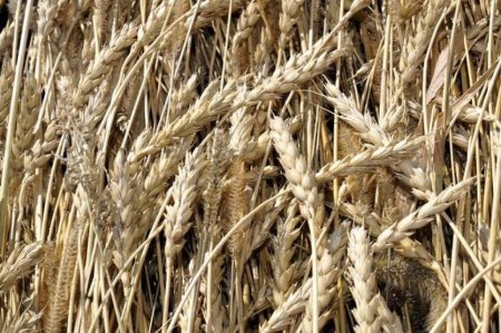 В 2015 г экспорт казахстанского зерна может снизиться на 20%