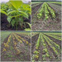 Сеянцы, Клен, Рябина, Ясень, Каштан, Акация