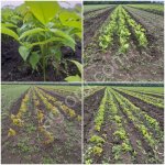 Сеянцы, Клен, Рябина, Ясень, Каштан,Акация