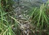 Специалисты выясняют причину массовой гибели рыбы
