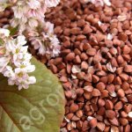 Гречиха, качество ГОСТ.