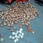 Лук (Тореско)