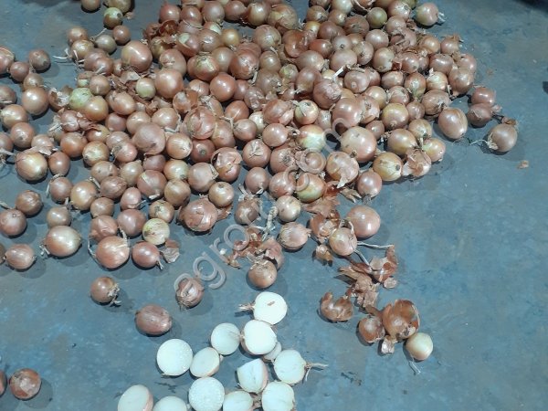 Лук (Тореско)