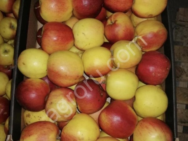 Яблоки опт от фермера