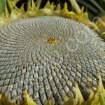 Семена гибридов подсолнечника НК Роки, НК Конди, НК Брио, Опера ПР, Савинка от Syngenta