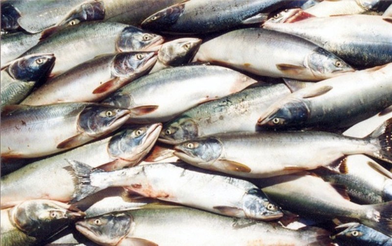 Рыбные цены Самары